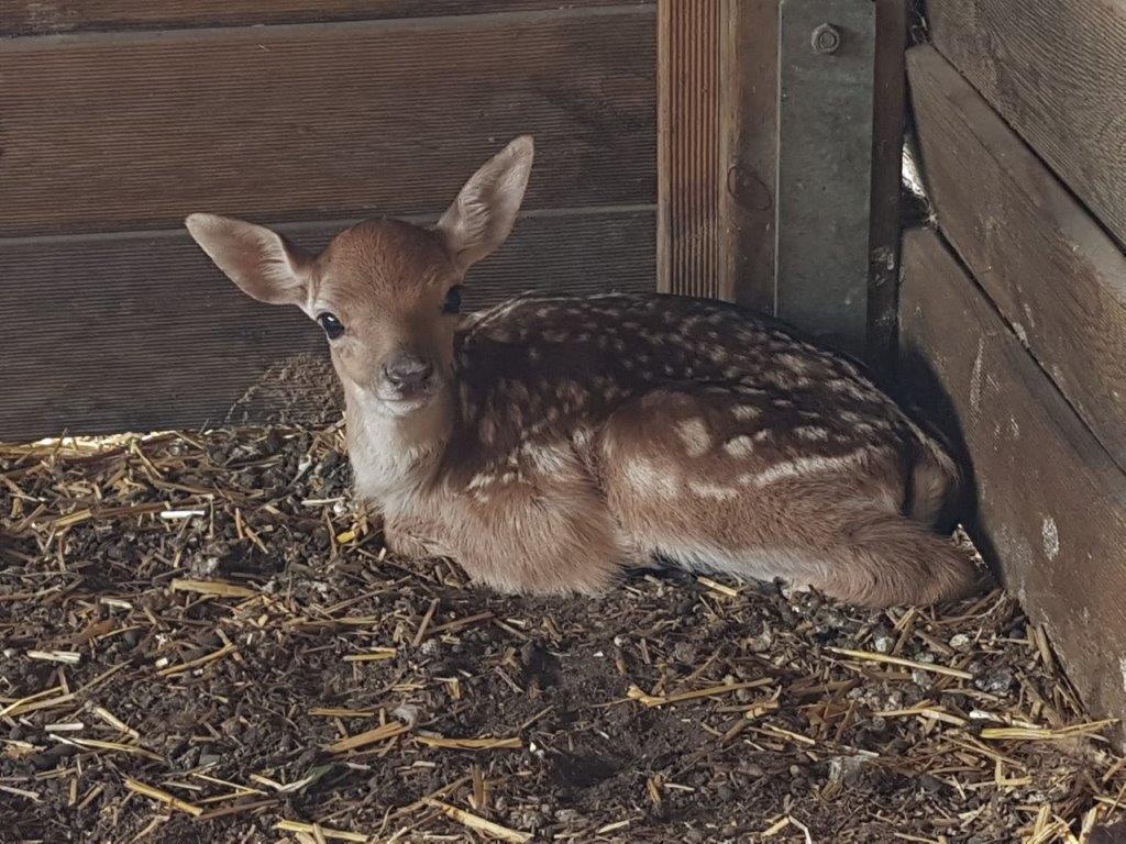 Damwild nachwuchs 2018