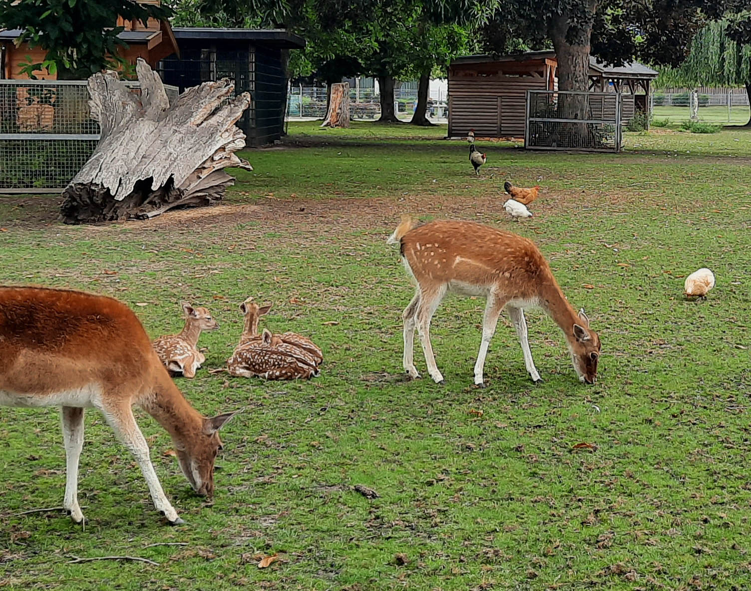 2020 07 tierpark 02